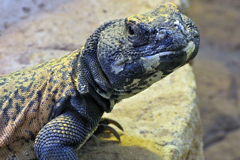 Darmstädter Vivarium: Afrikanischer Dornschwanz 02