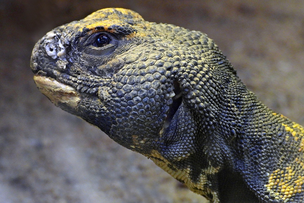 Darmstädter Vivarium: Afrikanischer Dornschwanz 04