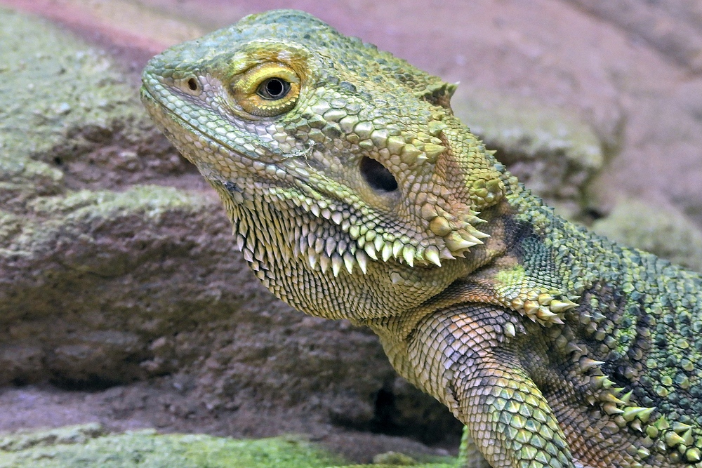 Darmstädter Vivarium: Streifenköpfige Bartagame 01