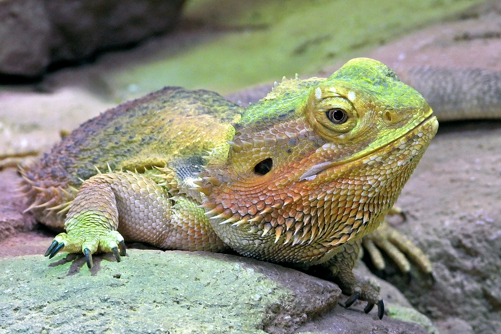 Darmstädter Vivarium: Streifenköpfige Bartagame 02