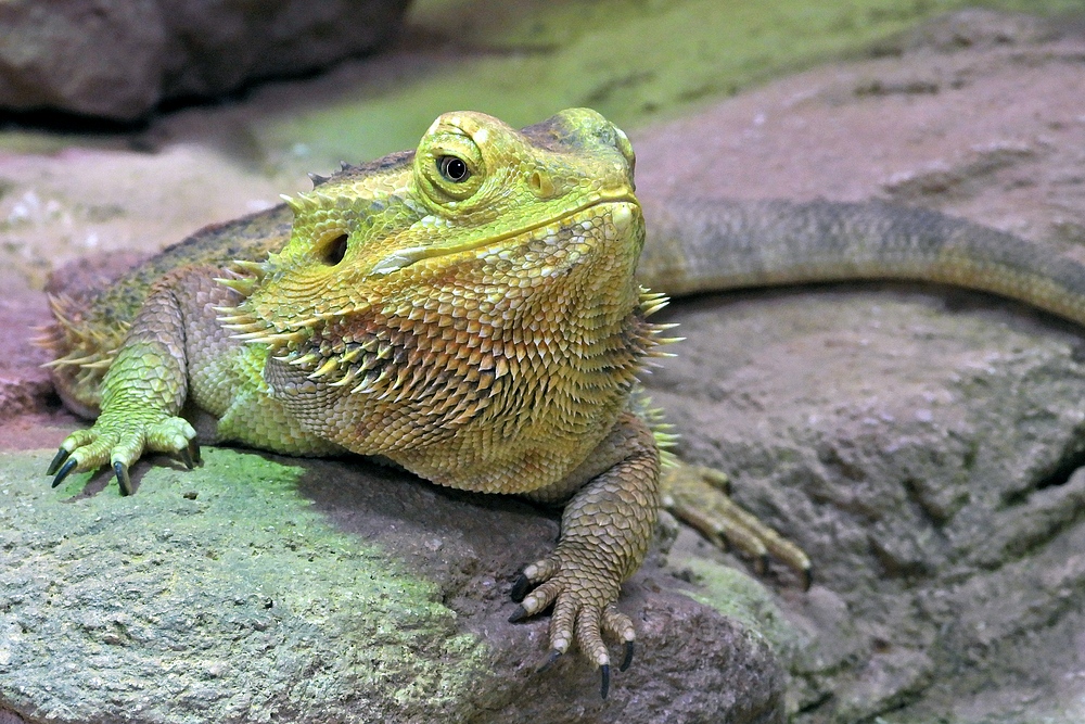 Darmstädter Vivarium: Streifenköpfige Bartagame 03