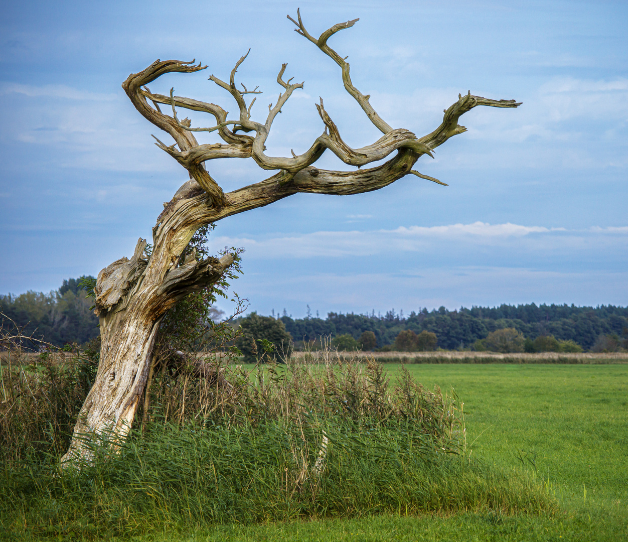 Darß - Dead Tree