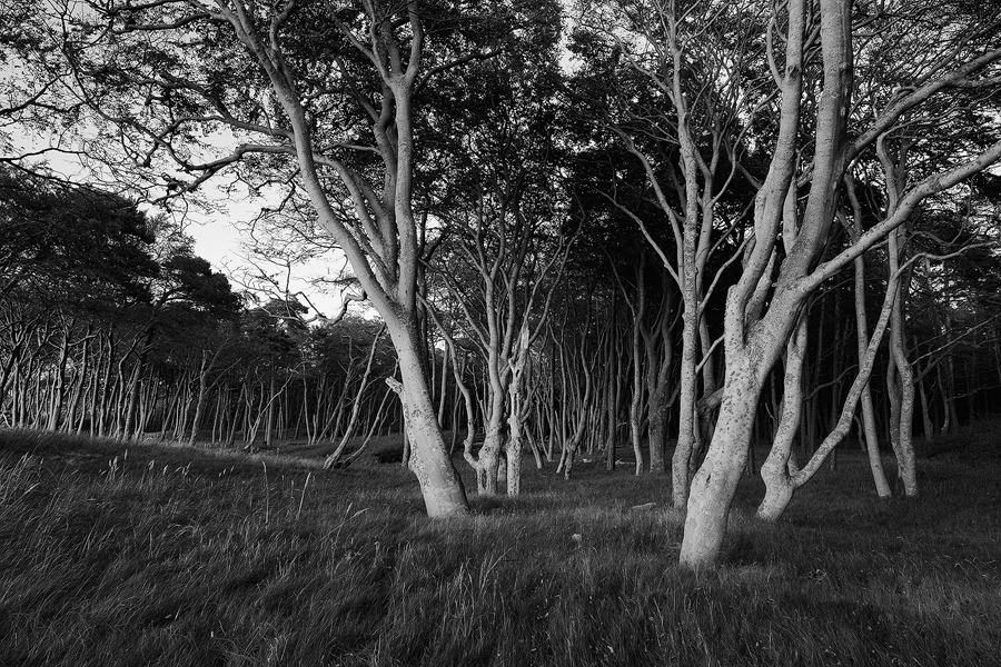 Darß I, Ostsee, Deutschland, 2009