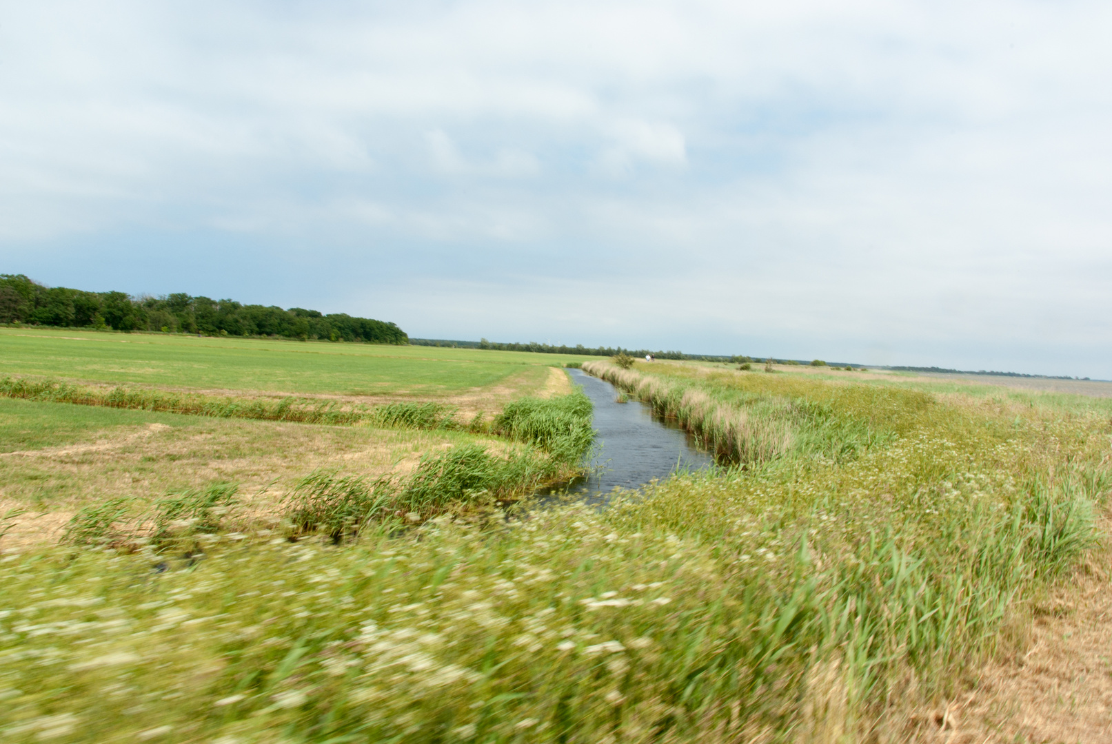 Darß im Sommer