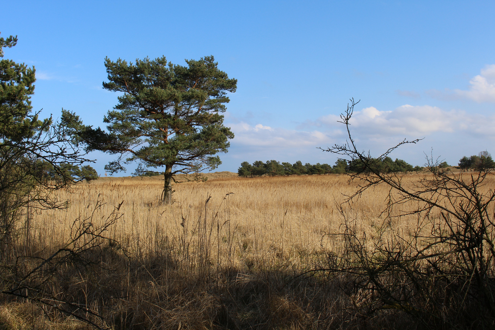 Darß-Landschaft mit Baum