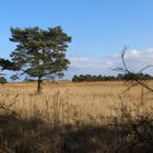 Darß-Landschaft mit Baum