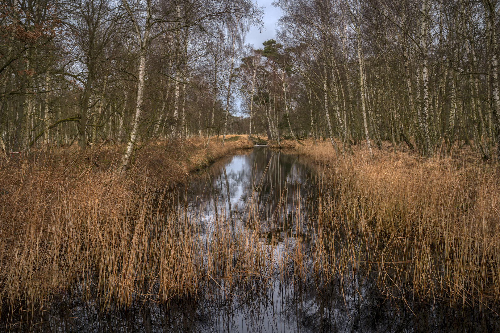 Darß - Nationalpark Vorpommersche Boddenlandschaft