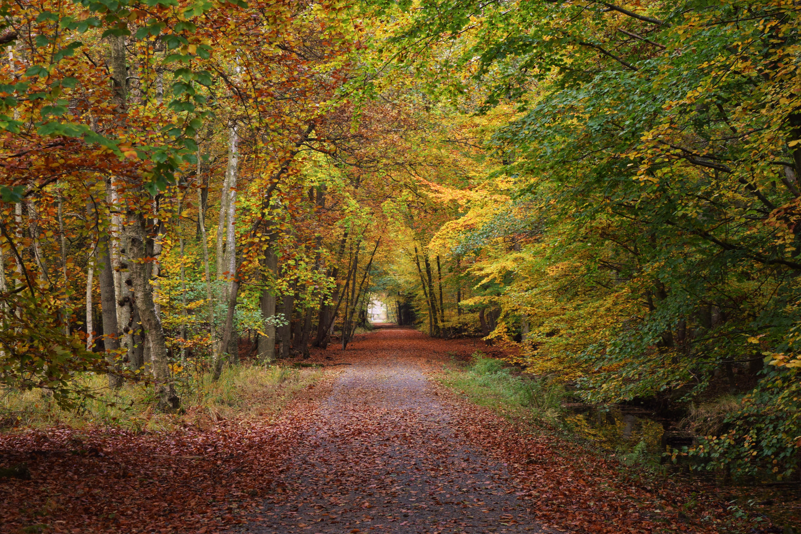 Darß-Wald