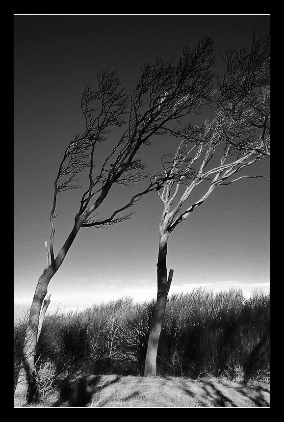 Darß - Weststrand 2 bw