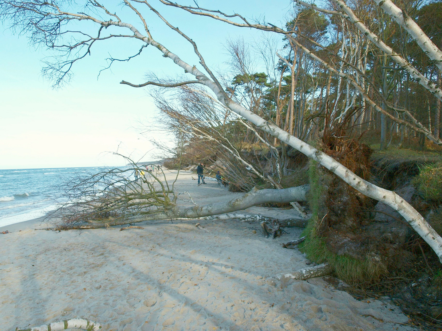 Darß Weststrand