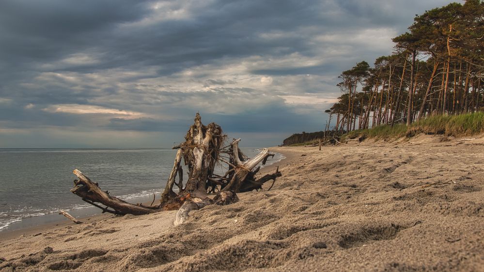 Darß  -Weststrand-