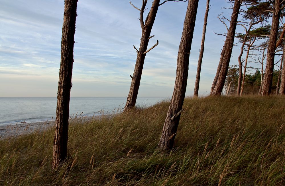 Darß Weststrand