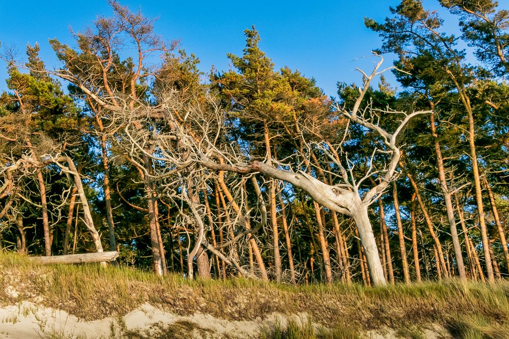 Darß -Weststrand-