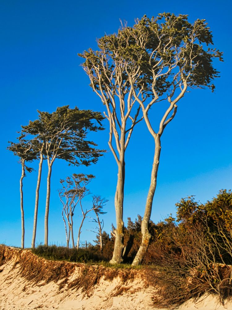 Darß -Weststrand-