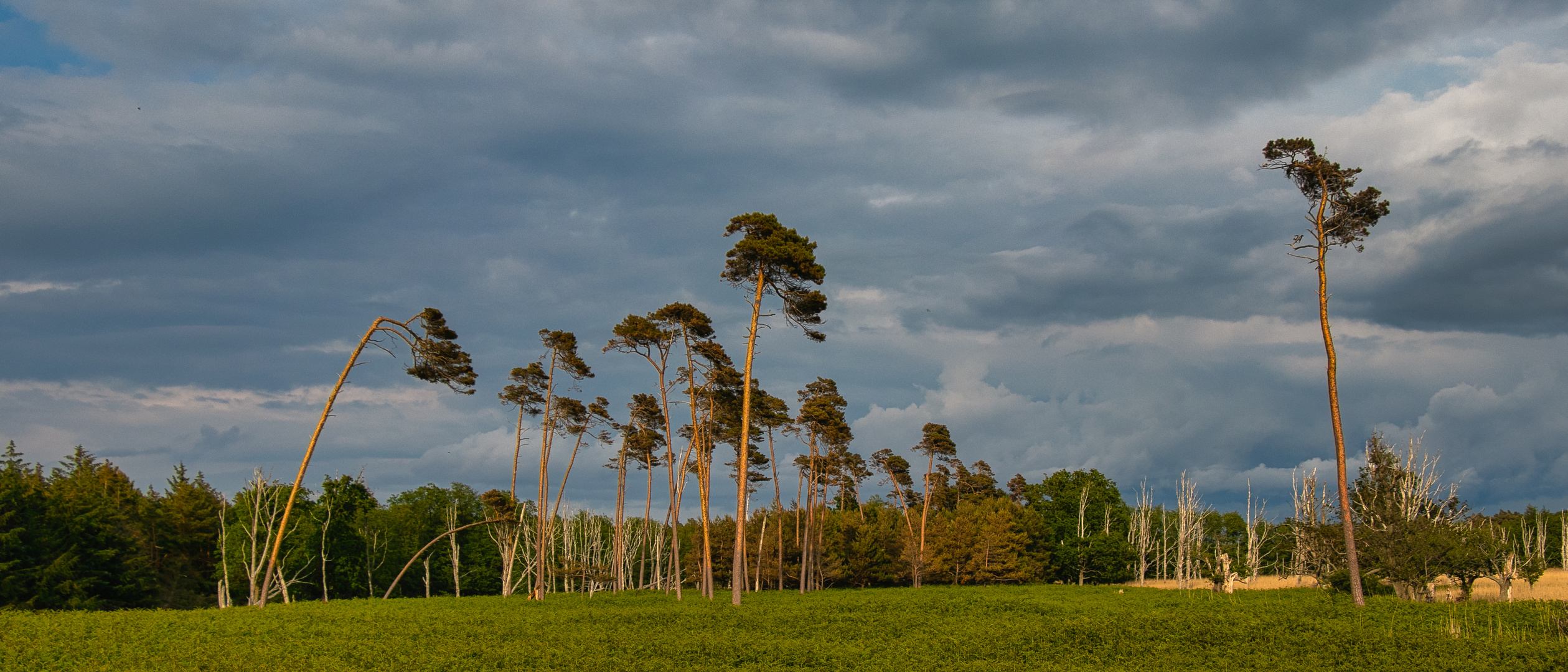 Darß  -Weststrand-