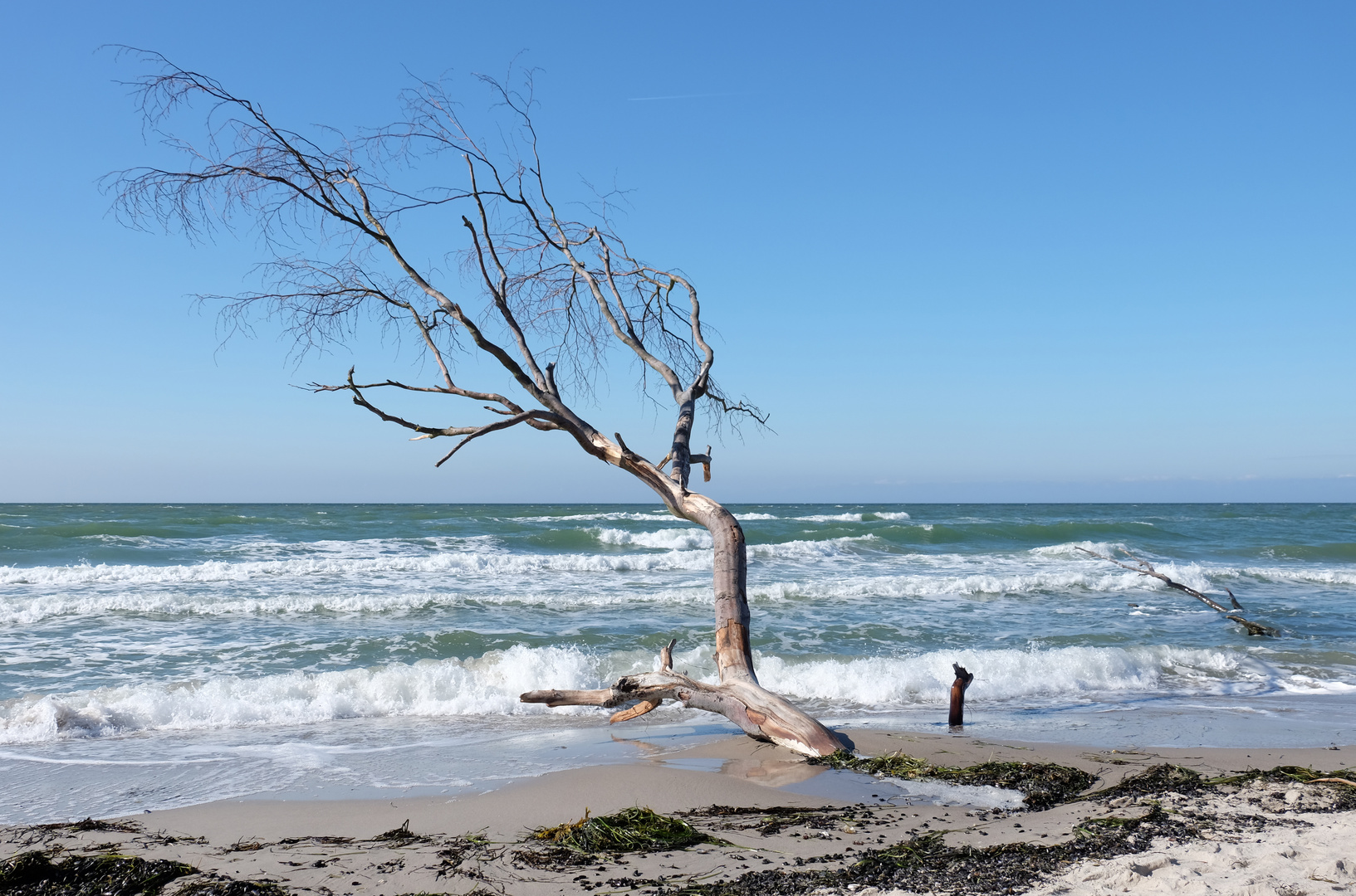 Darss Weststrand Baumreste