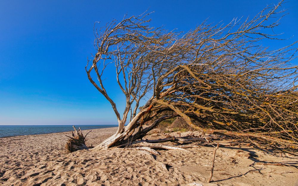 Darß -Weststrand-