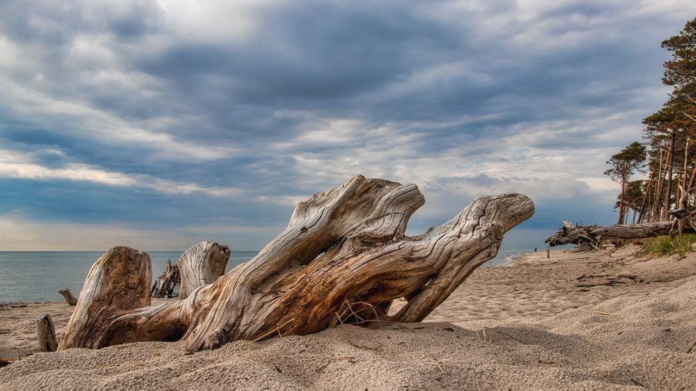 Darß  -Weststrand-