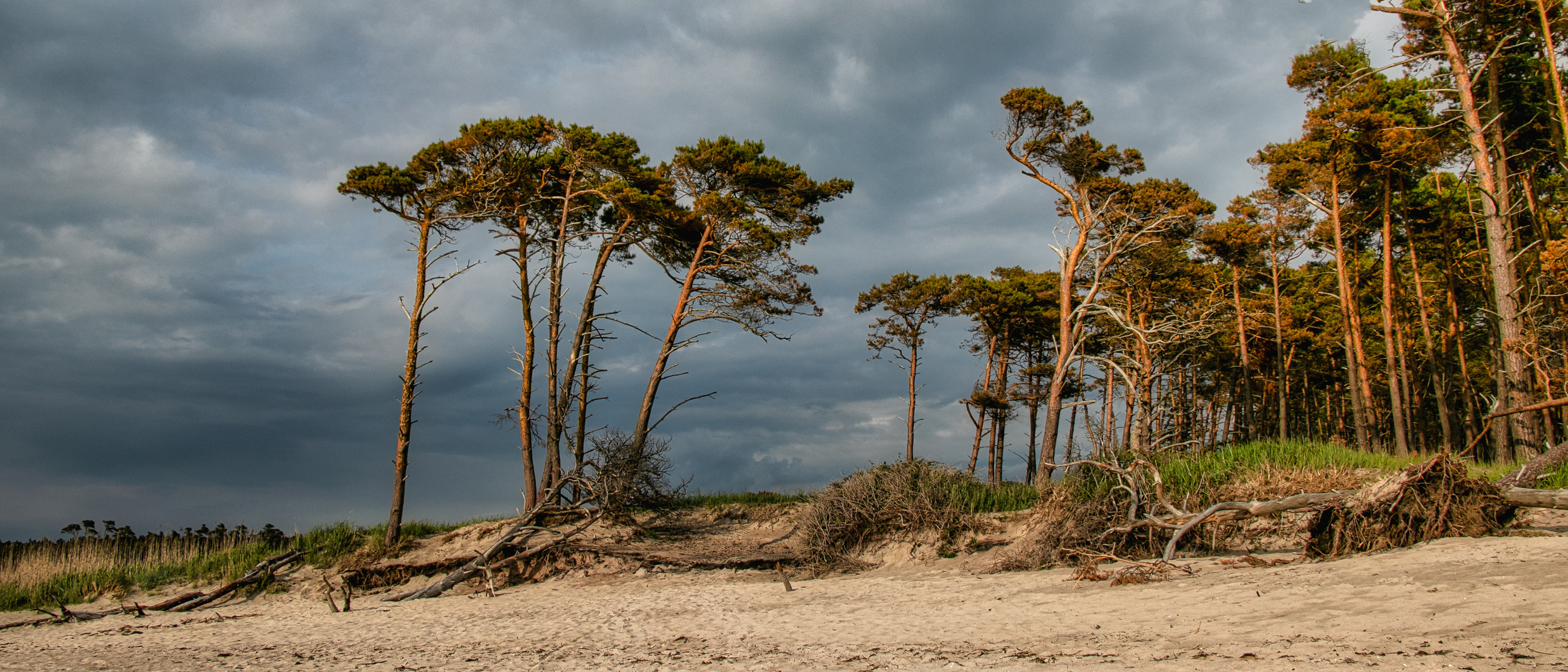 Darß  -Weststrand-