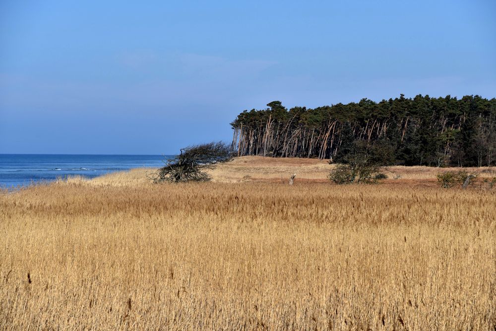 Darß - Weststrand II