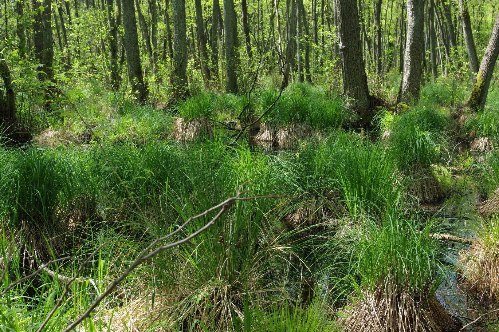 Darsser Moor