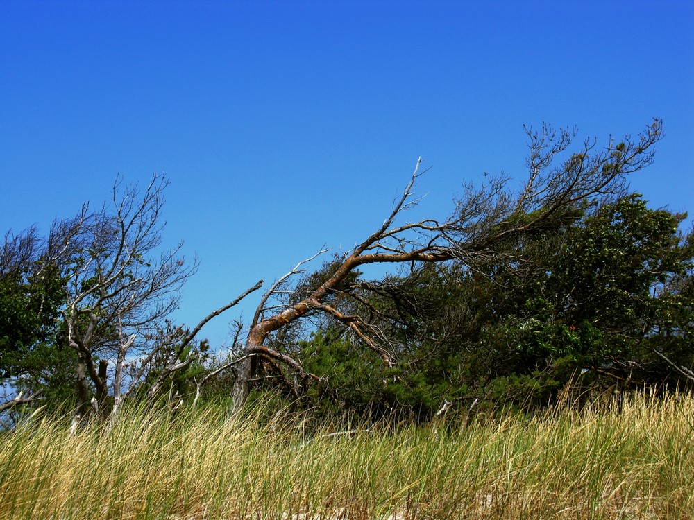 Darßer Ort im Sommer 1