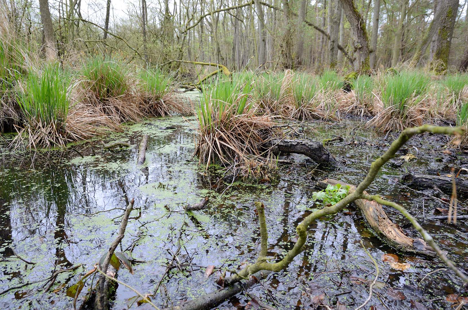 Darßer Ort Moor