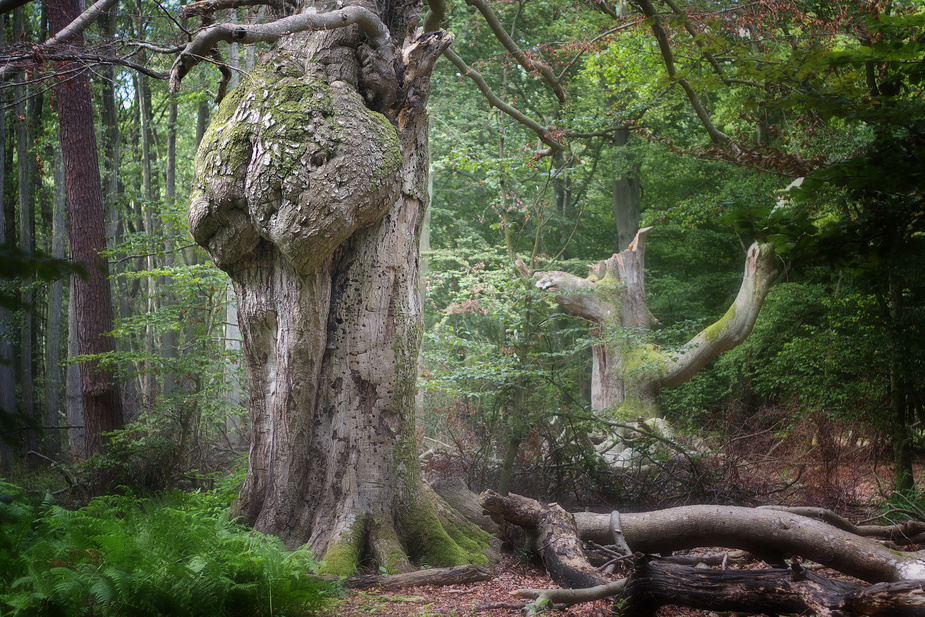 Darßer Urwald I Foto & Bild | landschaft, wald, darß Bilder auf