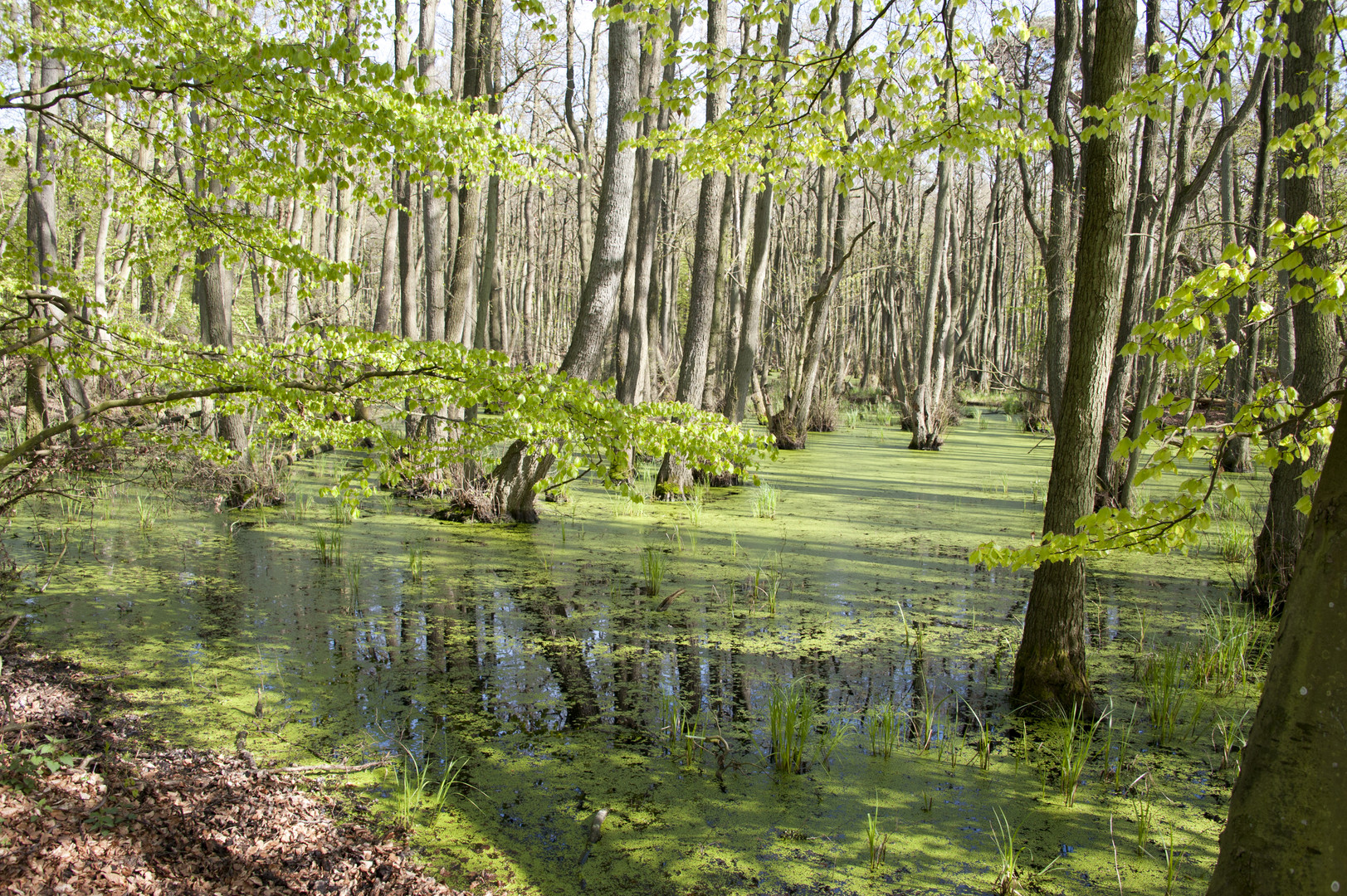 Darßer Wald