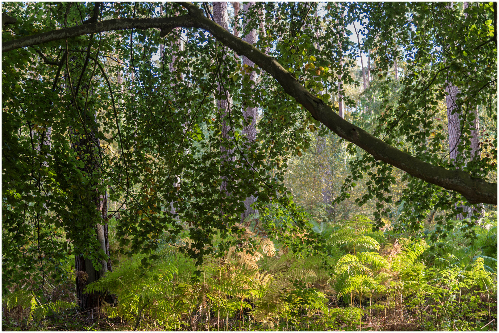 Darßer Wald