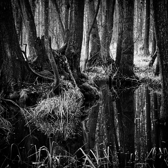 Darßer Wald Foto & Bild | spezial, wald, wasser Bilder auf fotocommunity