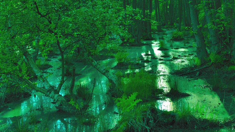 Darßer Wald von Sybille Salmen 