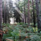 Darßer Wald am Morgen