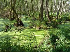 Darßer Wald