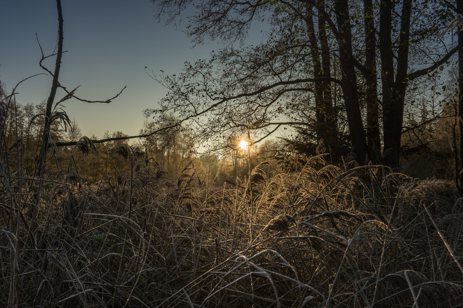 Darßer Wald im Licht der frühen herbstlichen Morgensonne