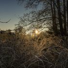 Darßer Wald im Licht der frühen herbstlichen Morgensonne