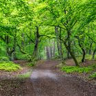 Darßer Wald-Mittelweg_7662