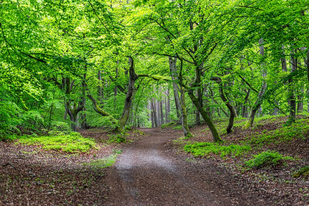 Darßer Wald-Mittelweg_7662