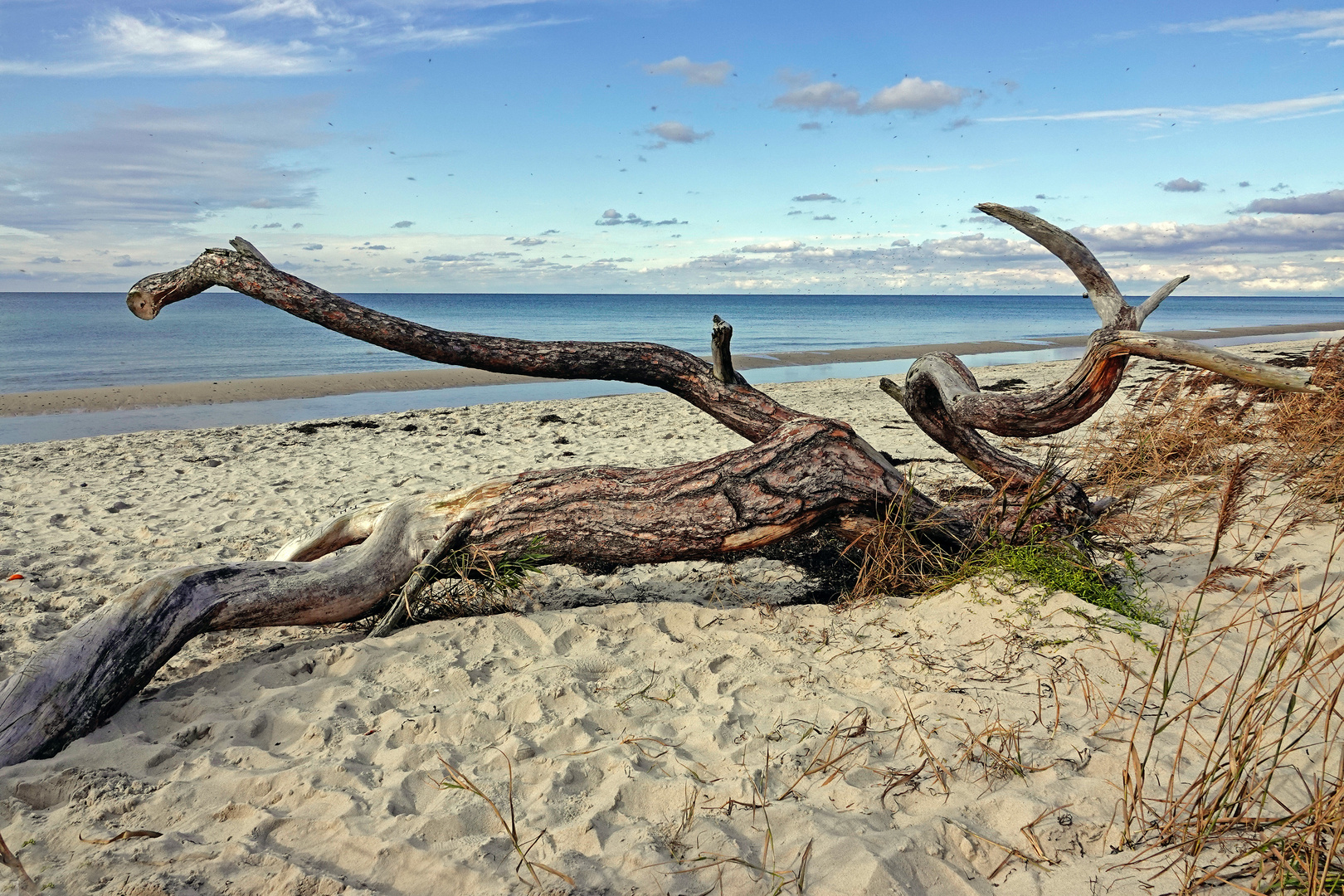 Darßer Weststrand