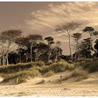 Darßer Weststrand