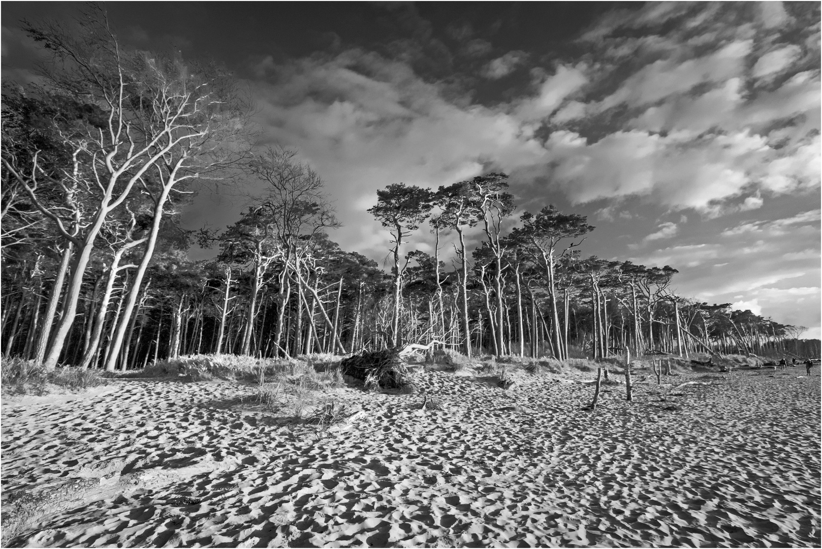 Darßer Weststrand im Abendlicht (black friday 16.04.2021)