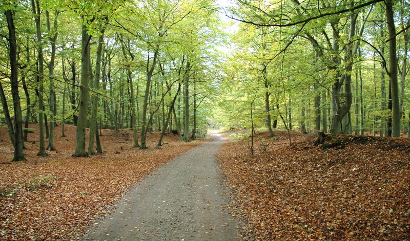 Darßwald im Herbst