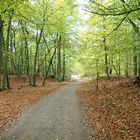 Darßwald im Herbst