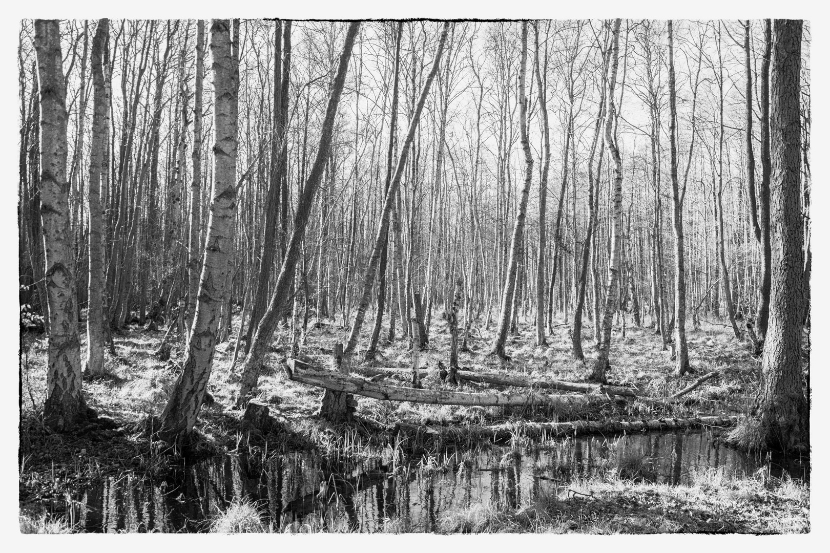 Darßwald im Vorfrühling