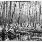 Darßwald im Vorfrühling