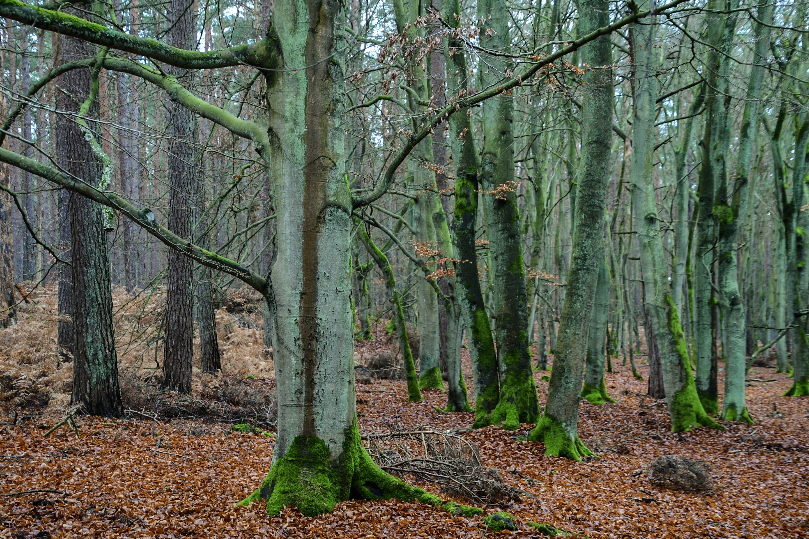 Darßwald im Winter