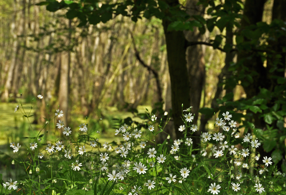 Darß.Wald.Blümchen