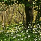 Darß.Wald.Blümchen