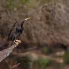 Darter - In seiner ganzen Größe