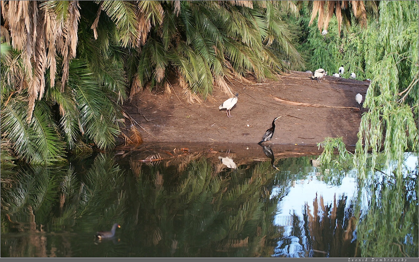 Darter on the island of ibises